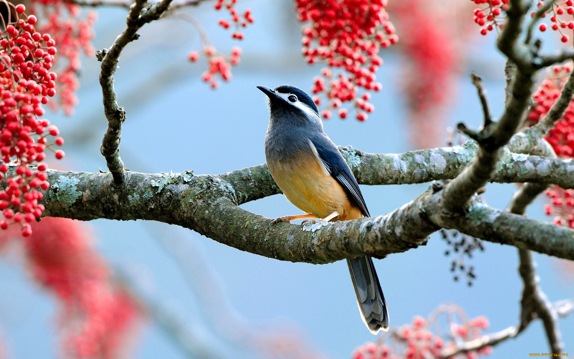 ��������, �����, �����, ������, �����, �����